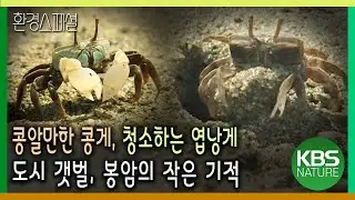 콩알만한 콩게, 청소하는 엽낭게, 다시 살아난 봉암 갯벌의 작은 기적  [환경스페셜-도시 갯벌, 봉암의 작은 기적] / KBS 20031126 방송