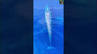 Animal attack: The Ruler of the Ocean #AnimalAttack #short #Paws&ClawsDiaries