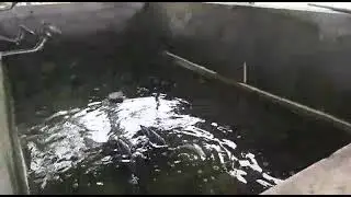 Amurcurp  hatching in ban dove hatchery,  Diamond harbour.
