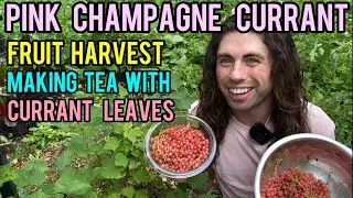 Pink Champagne Currant Harvest Make Currant Leaf Tea with Brighten Day in 4k