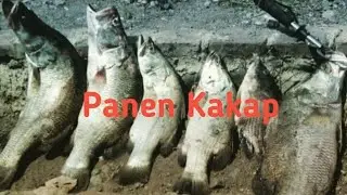 Paser Mania Ikan Kakap di Bawah Lumut