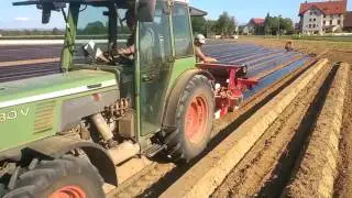 Folien legen f&uuml;r Erdbeeren f&uuml;r Obst am Bodensee 🍓