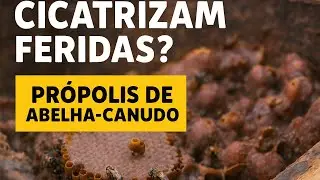 Propolis from the Straw Bee Surprises Science: Fast and Natural Healing! 🐝🌿