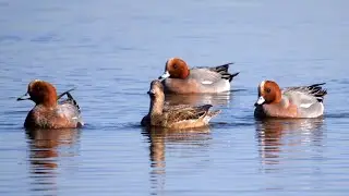 Eurasian Wigeons 4K