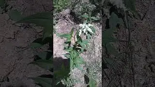 А это растение - родственник гречихи и относится к семейству Гречишные