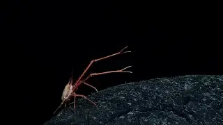 EX1706 Dive 07 Edmondson Seamount Jul 21 2017