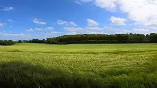 Whispering Wheat ASMR Field of Waves Video for Relaxation