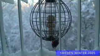 SWEDISH BIRDS. WINTER 2025