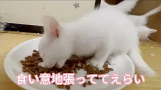 弱肉強食、食い意地張ってる子の勝ち