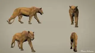 Realistic Lion Walk Cycle | 3d Animation | Saumya Kumar | @RiggedAnimator  | #cgi #lion #3danimation