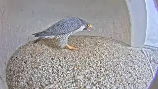 Peregrine Falcon Pair Bonding