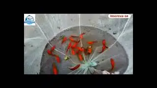 Reprodução peixe Espada