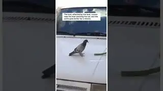Man Helping Bird 🥺🥺 #short #shorts #reels #tiktok #emotional #status #respect