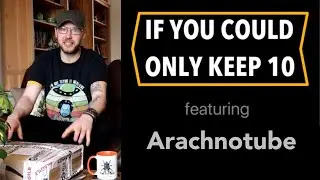 IF YOU COULD ONLY KEEP 10 TARANTULAS | Episode 3 - Arachnotube