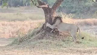 Sasan Gir lion brothers