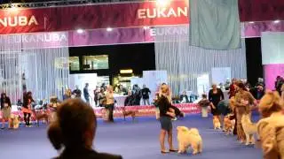 Euro Dog SHOW 2014 BEST PUPPY