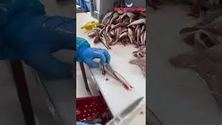 Red gurnard filleting in progress🪸 ! #urk #redgurnard #neerlandia #filleting #fish