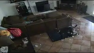 'Ghost' Take Off This Dog's Collar in Viral Video
