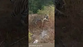 Wow super sighting injoy ♨️||Tiger sighting | catwalk | beautiful ❤️ movement ♨️ #injoy #viral