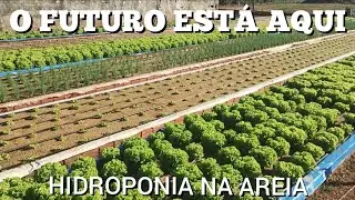 HIDROPONIA NA AREIA