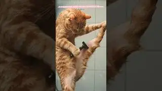 run down the city #dhurandhar #trending #music #viral #funny #cat #comedy #funny #shorts