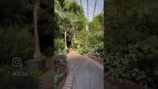 📍 Barbican Conservatory #lifeinuk #london #londres #uk #vlog #barbican #nature #natureza