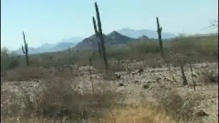 Cactus Plants Trees in Arizona Desert Along Highway ~ Interstate 8 ~ Cactus Heaven
