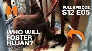 Could Lucky Be Hujan's New Foster Mum? | Season 12 Episode 5 | Full Episode | Monkey Life