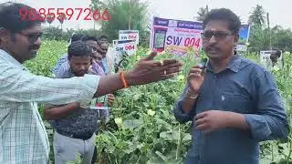 Yvmv,elcv, వైరస్ తట్టుకోనే  బెండ రకం 9885597266