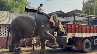 How Elephants Are Transported in Trucks | Amazing Elephant Loading Process 🐘🚚