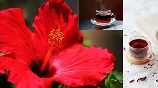 What are the TOP 3 BENEFITS of Drinking Hibiscus Tea Daily