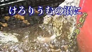 「けろりうむの沼に」我が家のヌマガエルが、いつの間にか水槽にアレを作っていました。