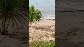 the beauty of small coconut trees on the beach #relaxing #birdsong #beach