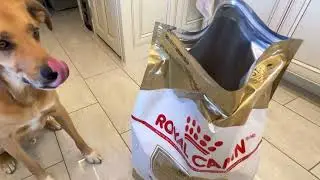 Royal Canin German Shepherd Adult Dog Food   BEST OUT THERE