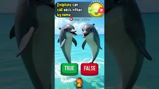 Dolphins can call each other by name?🐬True or False! #Shorts #ScienceQuiz #trueorfalse