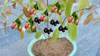 Fast Skill Plant Java Plum Tree Fruit Boost Root - How to Grow Plum Tree