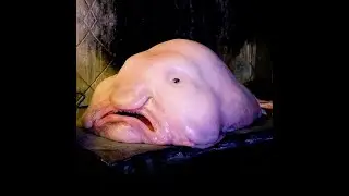 colorful fish..Colorful Big Fish In World//Catching Colorful Fish