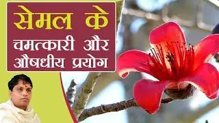 सेमल (Semal) के चमत्कारी और औषधीय प्रयोग | Acharya Balkrishna