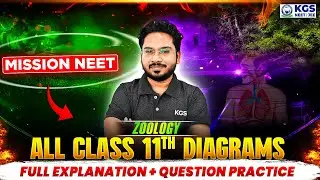 NEET 2026 Zoology | All Class 11th Diagrams | Full Explanation + Question Practice Live by Alish Sir
