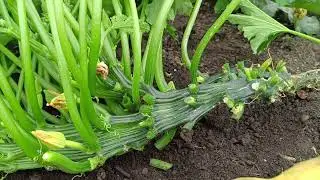 Pruning Courgette / Zucchini Plants For Maximum Growth
