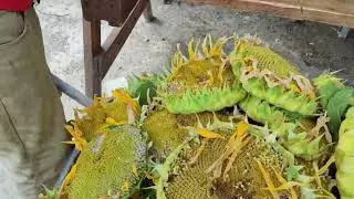 AY&Ccedil;İ&Ccedil;EĞİ , G&Uuml;NEBAKAN (SUNFLOWER , HELİANTUS )