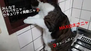 ニャルソックしてたらニャの巻🚨お散歩猫タロの可愛い所だけ場面ニャよ😻ここだけ見て欲しいニャと😹