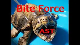 Bite Power Alligator snapping turtle　ワニガメカミツキパワー