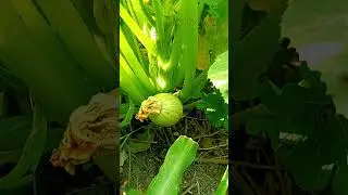 This Cute Green Veggie Grows on a Vine! 😍 | Tinda Plant Beauty