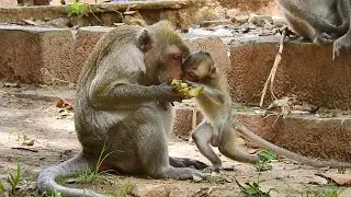 Yeeh! Baby Monkey Janna Joining Meal With Mom,  Thanks To Jane For Sharing  Some Fruit To Janna