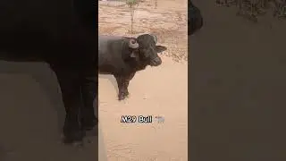 m29 bull || ghode ki video || murrah cross bull || murrah bull || Original bull sound 🐃 the bull