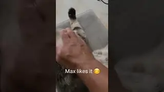 Cats hate belly rub ? #shorts #ilovemycat #catvideos #cat