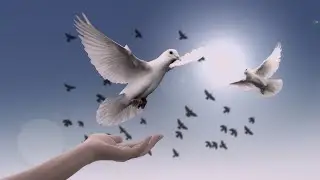Peace & Freedom