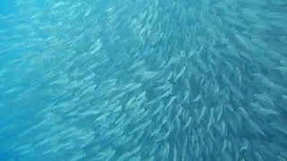 Huge school of sardine at Moalboal
