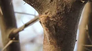 Insect Cicada voices continuously in summer days